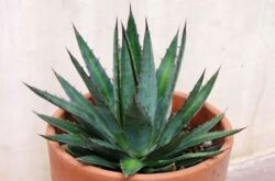 Agave