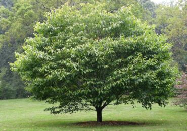 Arbre de charme. Description, propriétés là où il grandit