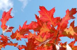 Comment bien planter et faire pousser du chêne rouge dans son propre jardin