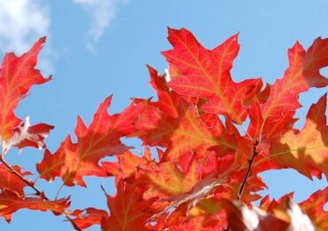 Comment bien planter et faire pousser du chêne rouge dans son propre jardin