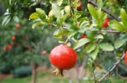 Planter et cultiver un arbre fruitier de grenade dans le jardin