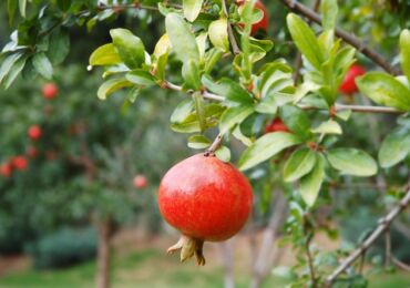 Planter et cultiver un arbre fruitier de grenade dans le jardin