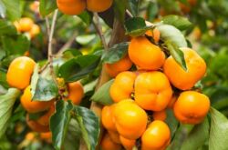 Persimmon. Grandir à la maison. Prendre soin du kaki à la maison