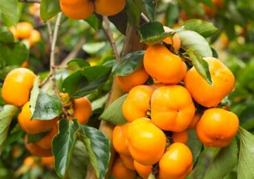 Persimmon. Grandir à la maison. Prendre soin du kaki à la maison