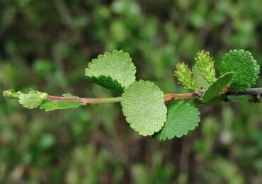 Trucs et astuces pour faire pousser un bouleau nain dans le jardin