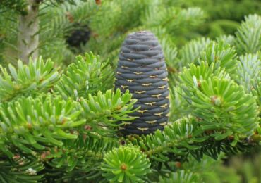 Sapin de Corée: photo, description de l'arbre, utilisation en aménagement paysager