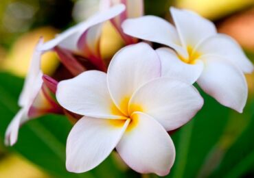 Plumeria. Soins à domicile