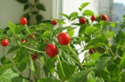 Tomates sur le rebord de la fenêtre. Comment faire pousser des tomates maison