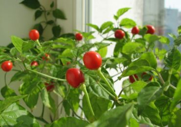 Tomates sur le rebord de la fenêtre. Comment faire pousser des tomates maison