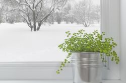 Plantes d'intérieur en hiver