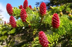 Épinette d'Ayan. Photo et description des variétés. Picea jezoensis