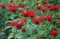 Monarda