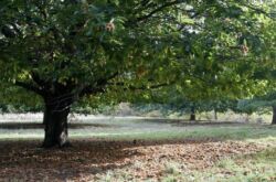 Châtaignier d'Amérique - un arbre de parc populaire