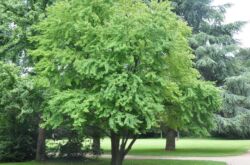 Arbre écarlate japonais