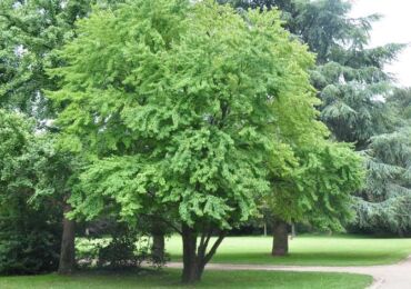 Arbre écarlate japonais