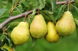 Poire commune. Arbres fruitiers