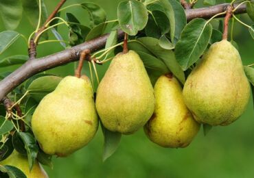 Poire commune. Arbres fruitiers