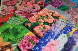 Achat de graines de fleurs. Conseils pour un fleuriste novice