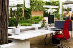 Plantes d'intérieur pour le bureau