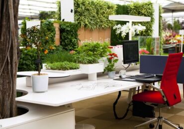 Plantes d'intérieur pour le bureau