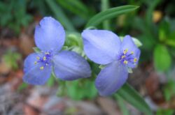 Tradescantia est un jardin. Soins infirmiers et reproduction. Propriétés curatives