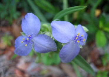 Tradescantia est un jardin. Soins infirmiers et reproduction. Propriétés curatives