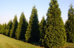 Thuja plié ou géant. Photos et variétés de conifères thuya