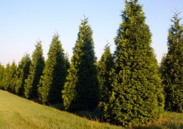 Thuja plié ou géant. Photos et variétés de conifères thuya