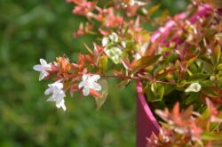 Abelia