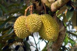 Fruit de civette de Durian. Photo de fruits, où il pousse