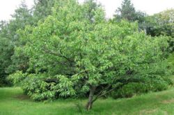 Semer la châtaigne. Photo et description de l'arbre