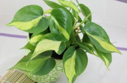 Philodendron. Soins infirmiers et reproduction. Transplantation et arrosage