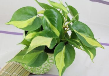 Philodendron. Soins infirmiers et reproduction. Transplantation et arrosage