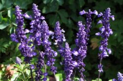 Sage. Salvia. Soins et atterrissage