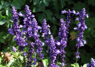 Sage. Salvia. Soins et atterrissage