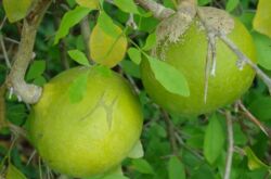 Baile Matum ou arbre fruitier de coing du Bengale de l'Inde