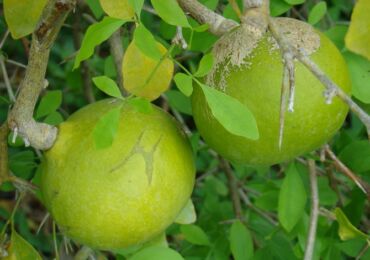 Baile Matum ou arbre fruitier de coing du Bengale de l'Inde