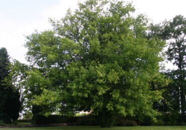 Érable américain à feuilles de frêne. Photo et description d'un arbre, feuilles