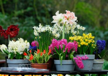 Plantes d'intérieur dans la rue