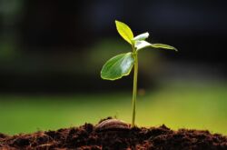 Préparer les graines pour la plantation