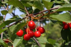 Cerisier. Description, photo de fruits et inflorescences