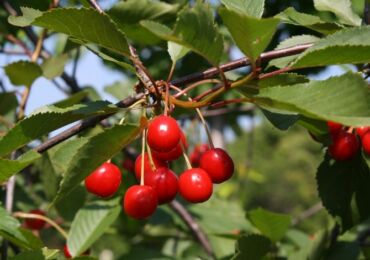 Cerisier. Description, photo de fruits et inflorescences