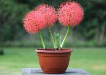 Hemantus (Haemanthus) - plante ornementale