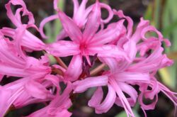 Nerina. Fleur de lys araignée. Soin et culture