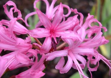 Nerina. Fleur de lys araignée. Soin et culture