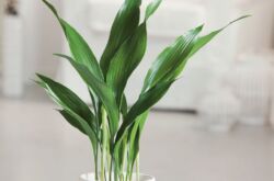 Aspidistra