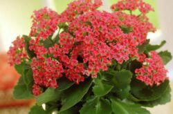 Kalanchoe