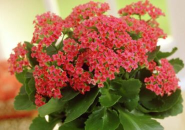 Kalanchoe