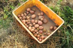 Faire pousser des pommes de terre sous de la paille ou du paillis