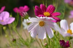 Kosmeya. Cultiver et entretenir une fleur de jardin